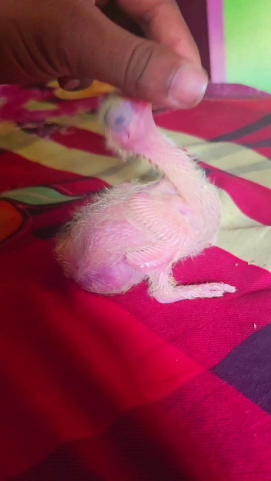 TikTok video thumbnail by arif348051