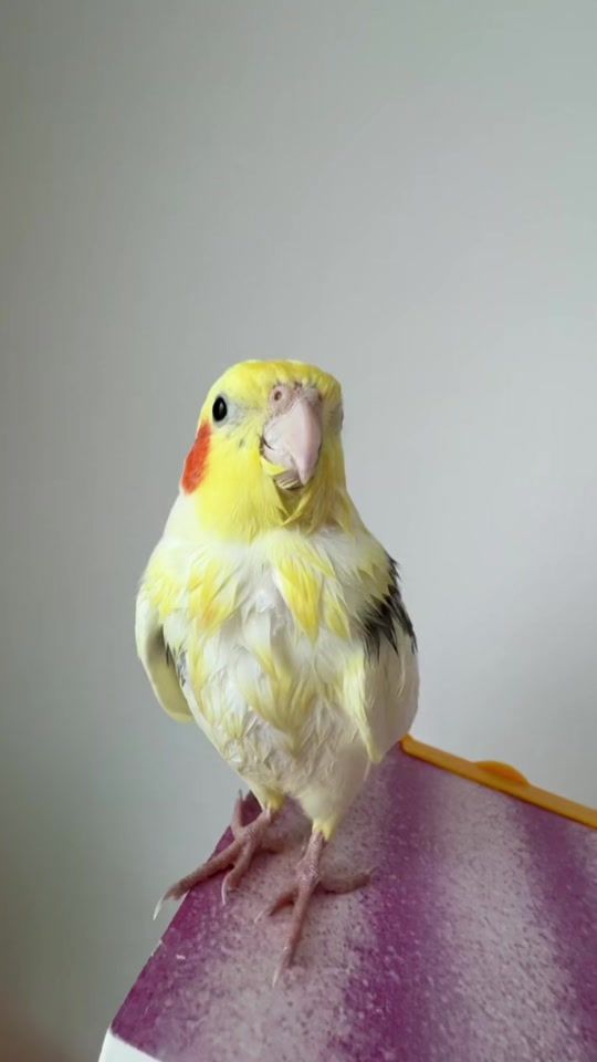 TikTok video thumbnail by batya_richik