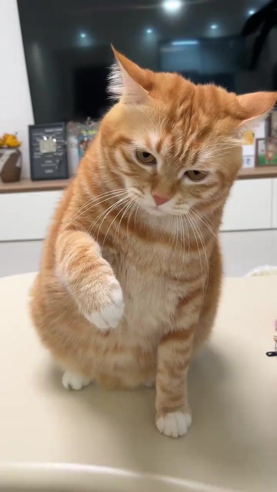TikTok video thumbnail by sr_kittyyyy