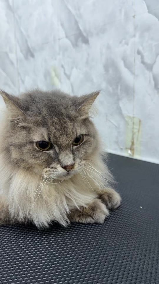 TikTok video thumbnail by mozicat_hq