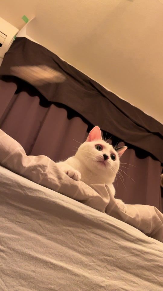 TikTok video thumbnail by marus_kurimaru