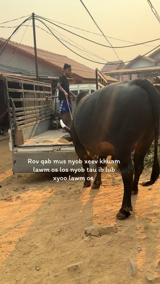 TikTok video thumbnail by pajvuamlor26