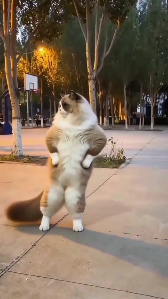 TikTok video thumbnail by rangga.gading36