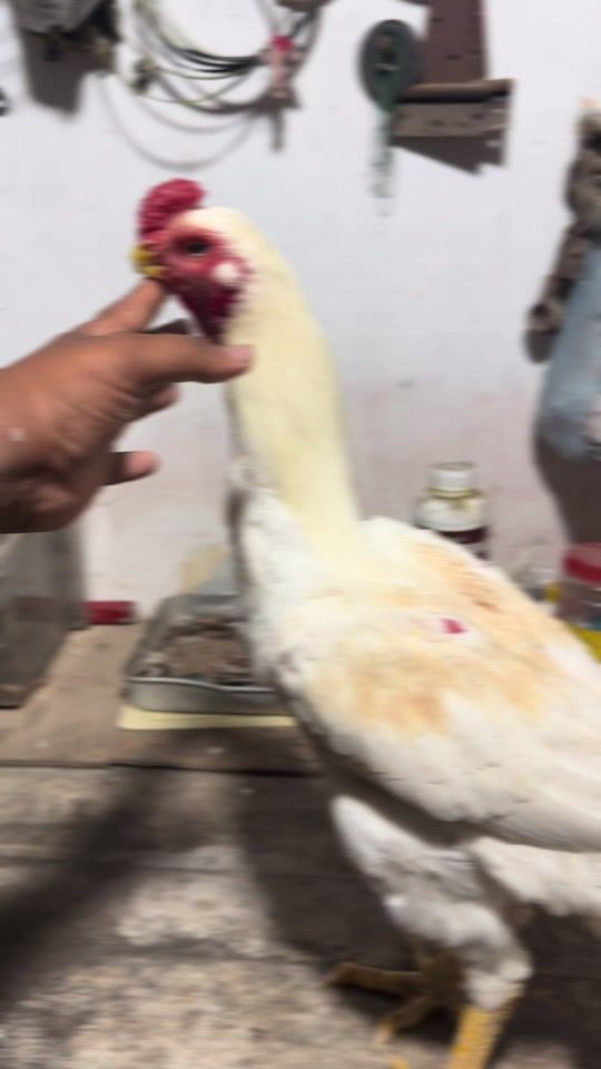 TikTok video thumbnail by wattala_parrotbeak