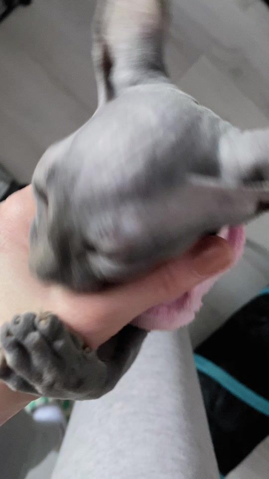 TikTok video thumbnail by fabi_curly