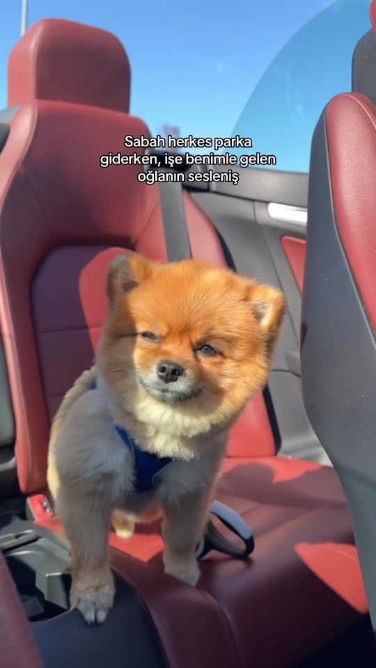 TikTok video thumbnail by gorkemanl0