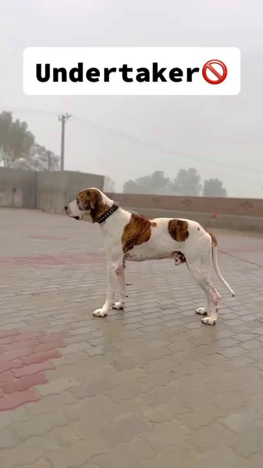 TikTok video thumbnail by sardarfawadgujjar