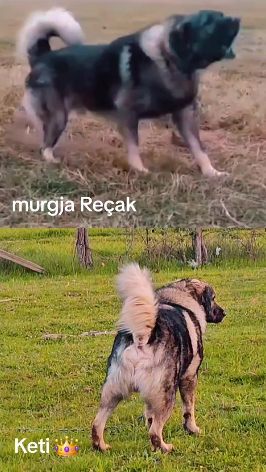 TikTok video thumbnail by arlindpinjolli