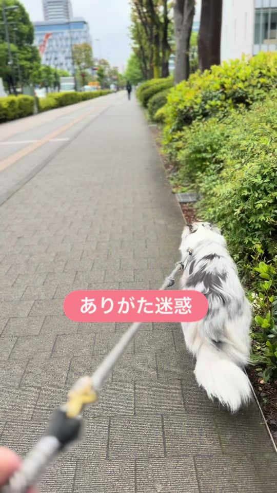 TikTok video thumbnail by luke_smbc