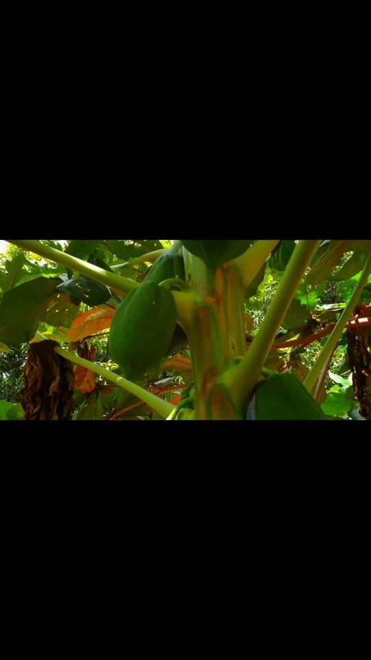 TikTok video thumbnail by meda289mw