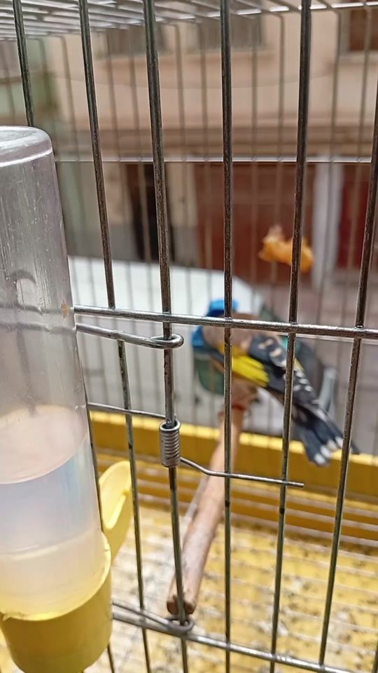 TikTok video thumbnail by labassi.mohamed.elamine