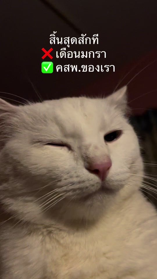 TikTok video thumbnail by meaow_maria