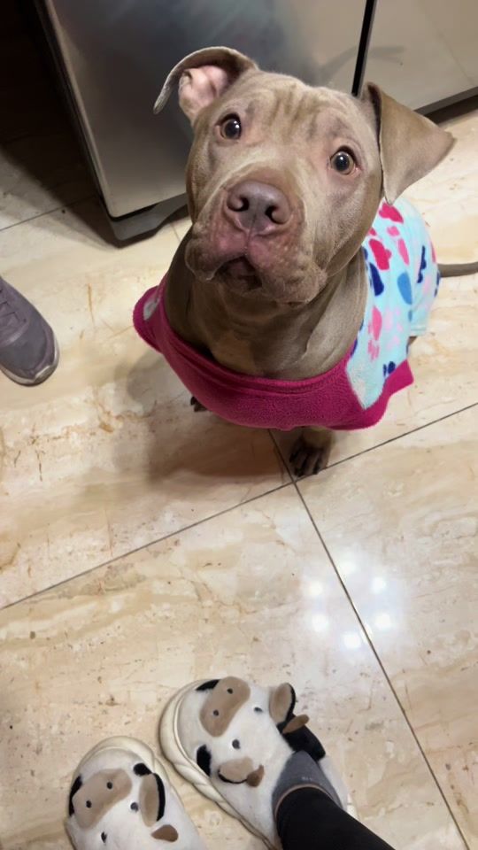 TikTok video thumbnail by perla_pit