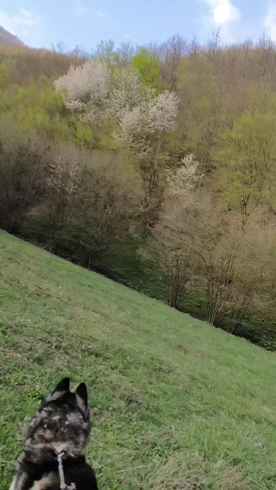 TikTok video thumbnail by dadokukic