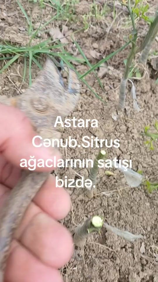 TikTok video thumbnail by sitrus07