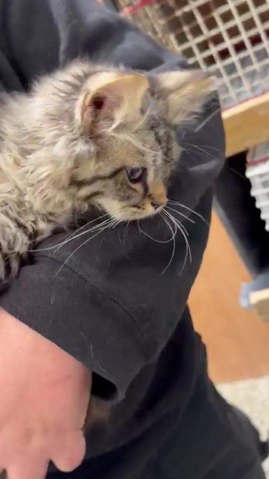 TikTok video thumbnail by ramla_loves_animals