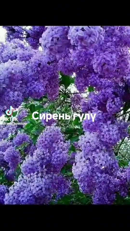 TikTok video thumbnail by user2734004796561