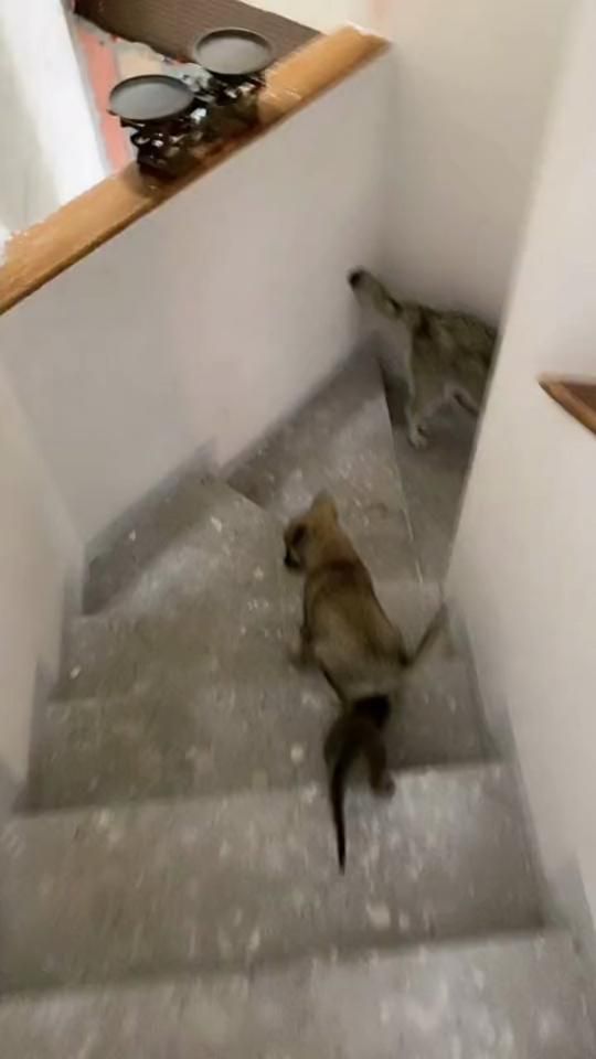 TikTok video thumbnail by dan.balam
