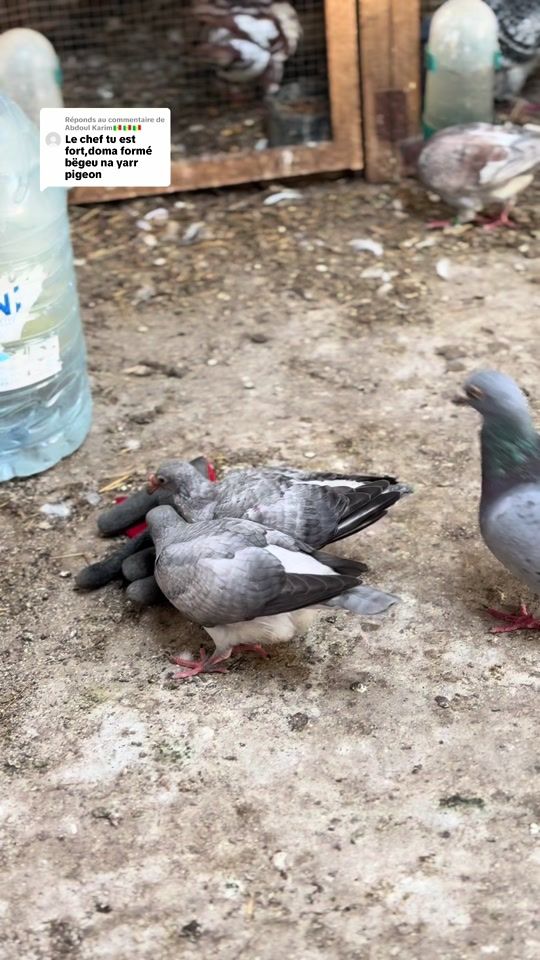 TikTok video thumbnail by faly_sarr