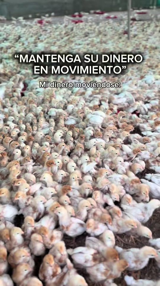 TikTok video thumbnail by avicola_picar