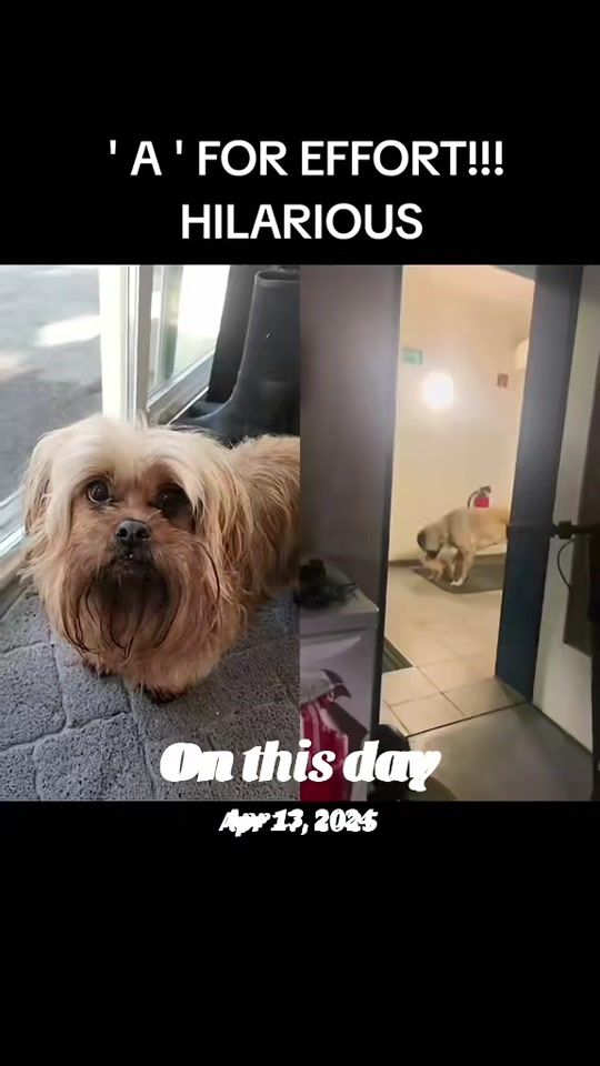 TikTok video thumbnail by shredmaster3000
