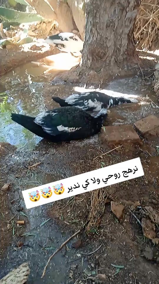 TikTok video thumbnail by hako.hako110