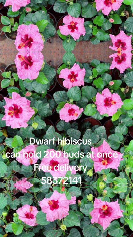 TikTok video thumbnail by miflowers29