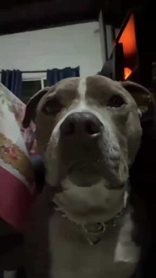 TikTok video thumbnail by mateopitbull24