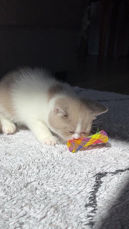 TikTok video thumbnail by britishcats.ge