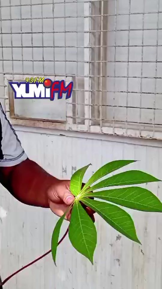 TikTok video thumbnail by yumifm