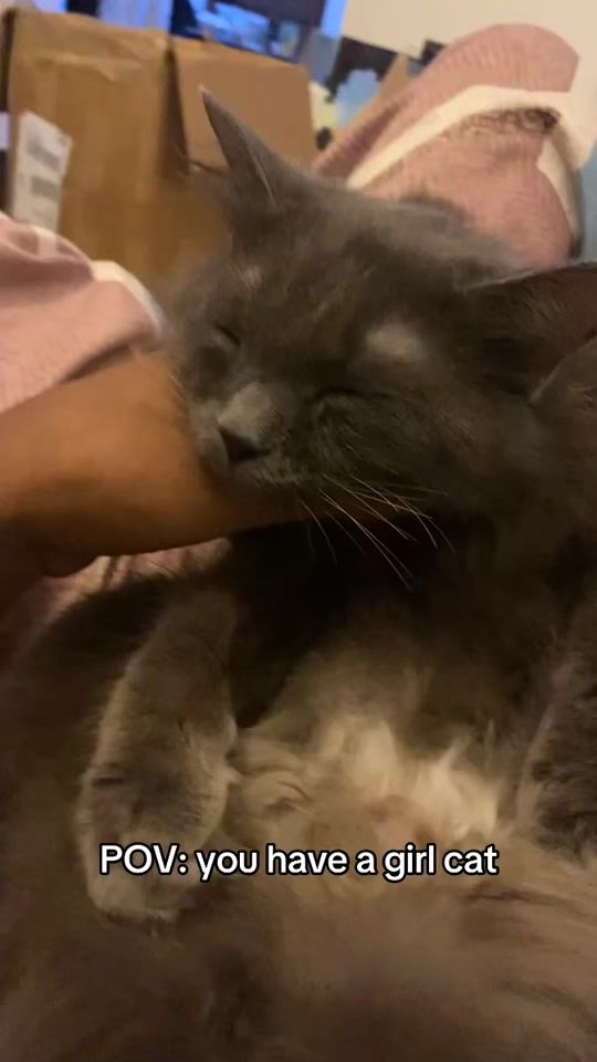 TikTok video thumbnail by spaghettilover5010