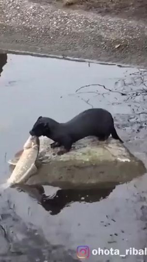 TikTok video thumbnail by fish_10k