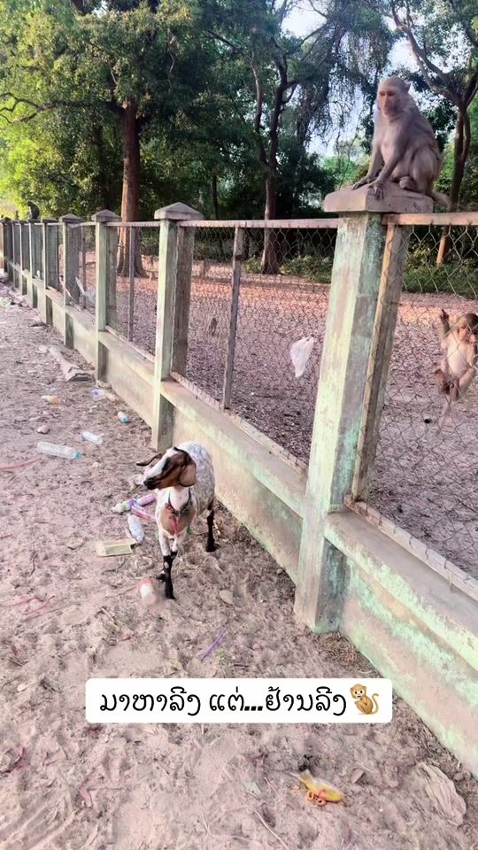 TikTok video thumbnail by senginlaphat