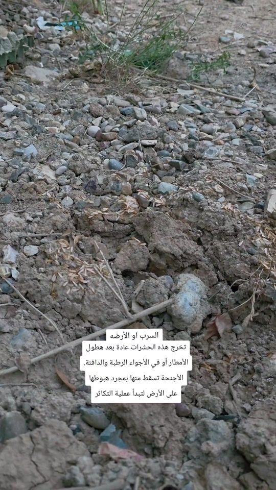 TikTok video thumbnail by 1i1__v