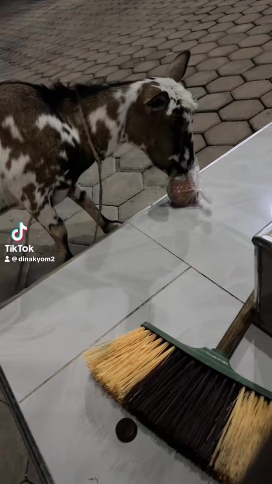 TikTok video thumbnail by dinakyom2