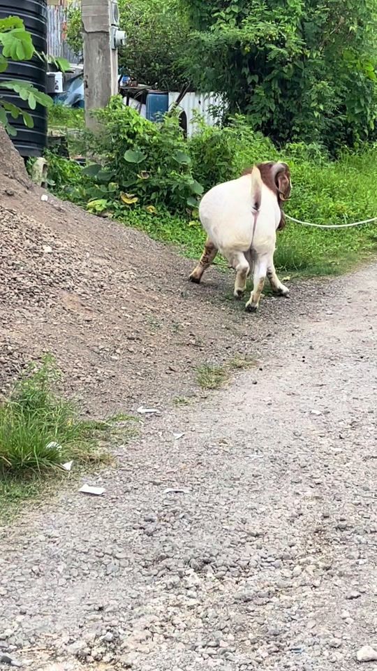 TikTok video thumbnail by firesydegenetics