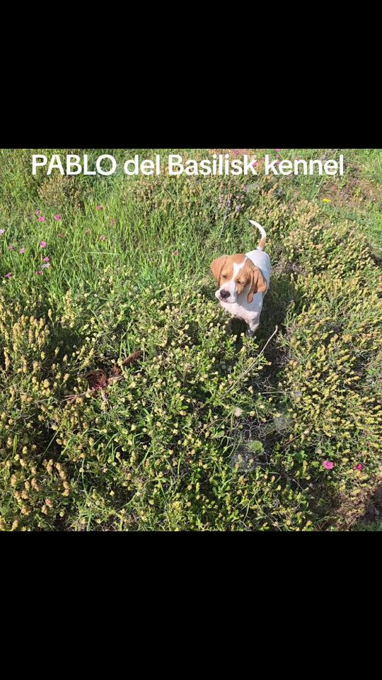 TikTok video thumbnail by delbasilisk_kennel