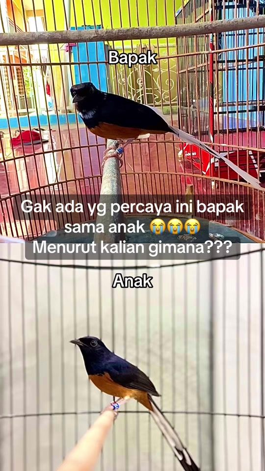 TikTok video thumbnail by paser_72