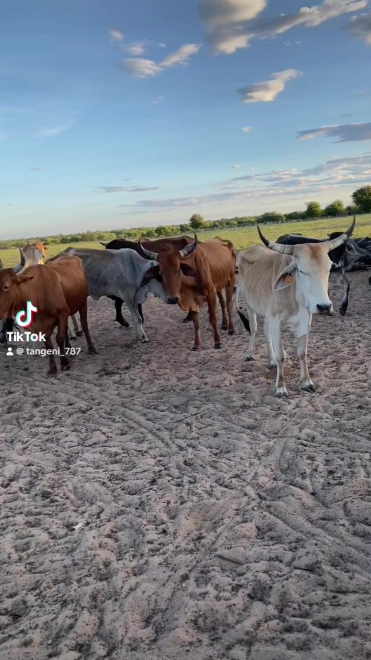TikTok video thumbnail by tangeni_787