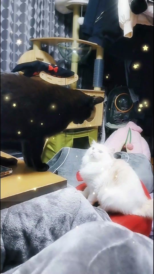 TikTok video thumbnail by murasamehide
