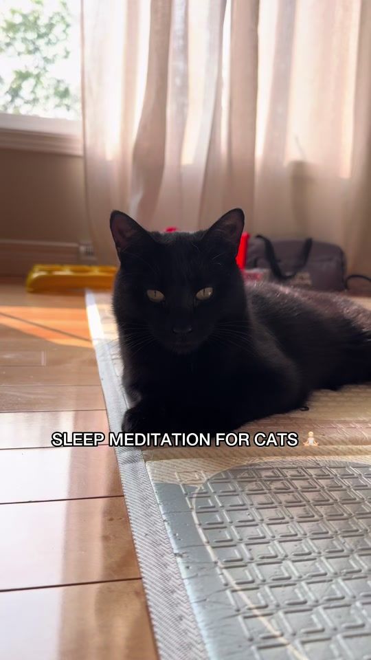 TikTok video thumbnail by tonythetabbycat