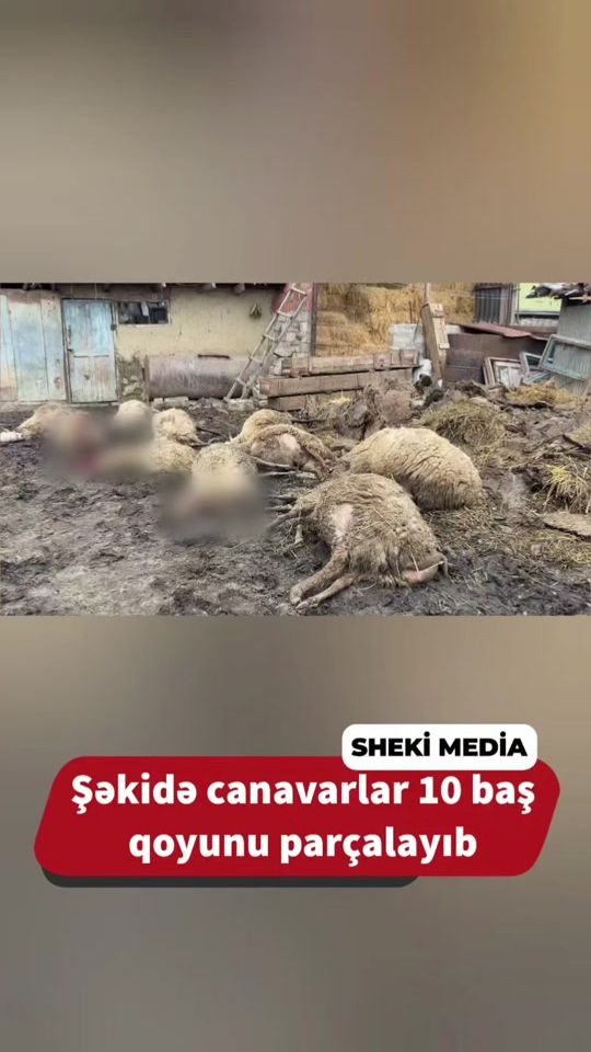 TikTok video thumbnail by shekimedia