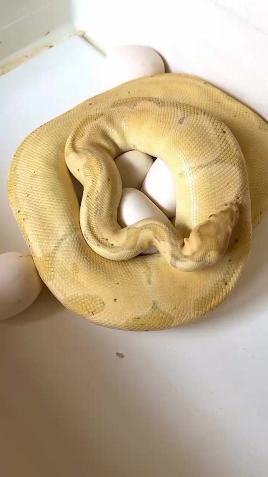 TikTok video thumbnail by wildlife.94
