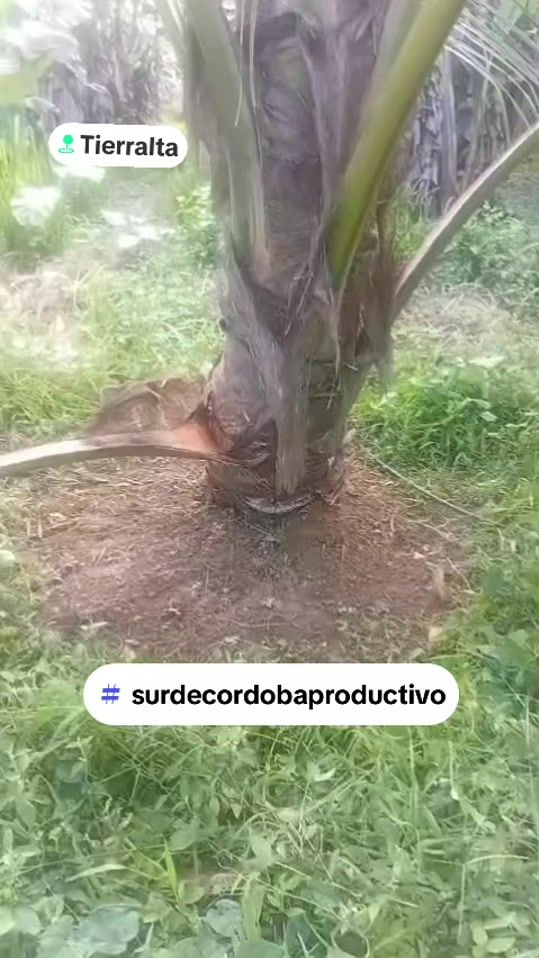 TikTok video thumbnail by carmelocogollo0