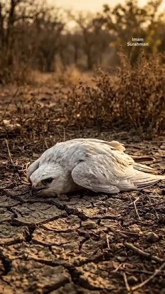 TikTok video thumbnail by mombesa1