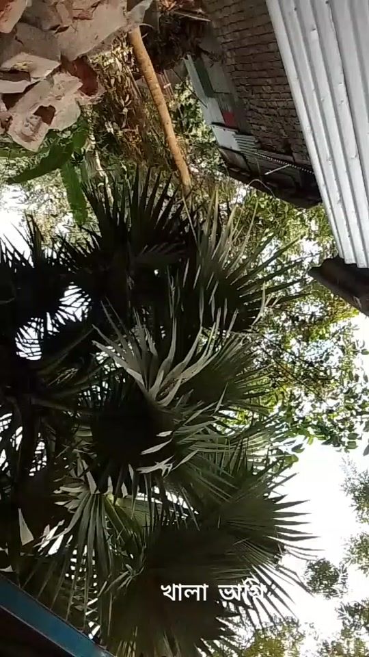 TikTok video thumbnail by tabassumtano