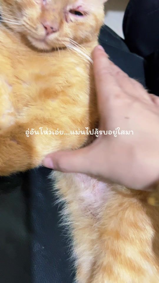 TikTok video thumbnail by n_4545
