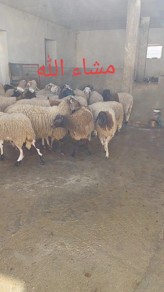 TikTok video thumbnail by shlrayen