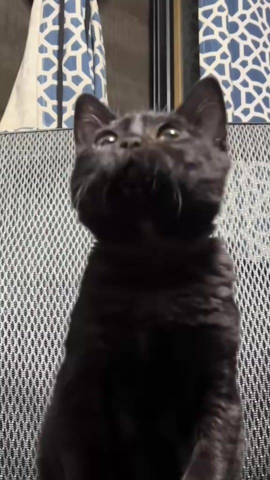 TikTok video thumbnail by frijol_y_yo