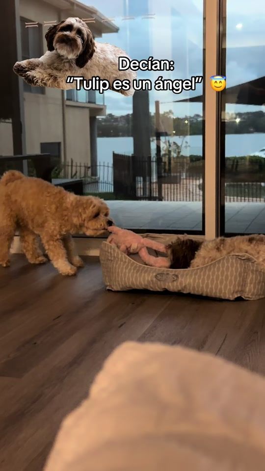 TikTok video thumbnail by fapakg.au